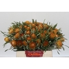 Banksia Dryandra