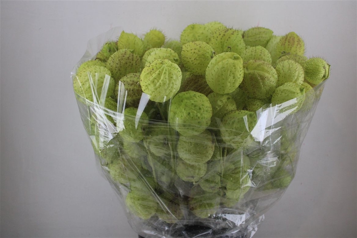 <h4>Asclepia Moby Dick Super P Bunch</h4>
