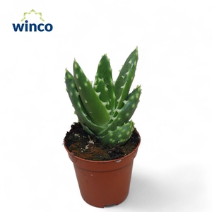 Aloe Mitriformis Ssp.