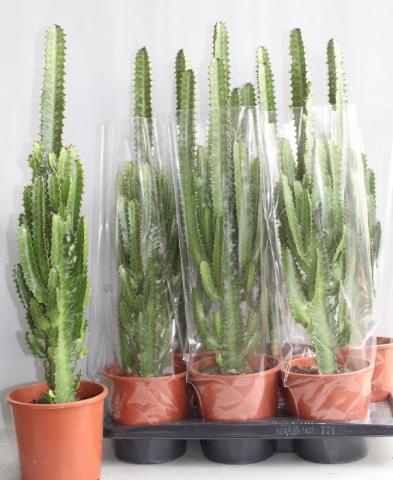 <h4>EUPHOR TRIGONA</h4>