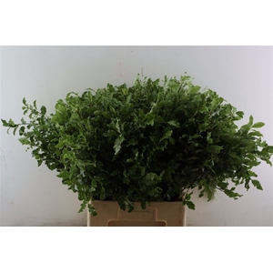 Pitto Groen 45 Cm Per Tak
