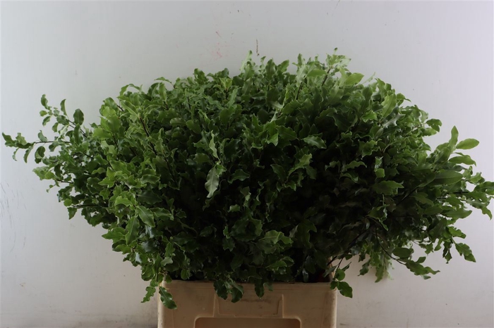 <h4>Pitto Groen 45 Cm Per Tak</h4>