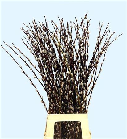 <h4>Salix Wilgenkatjes</h4>