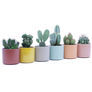 Cactus 8,5 cm in gekleurde tendance sierpot