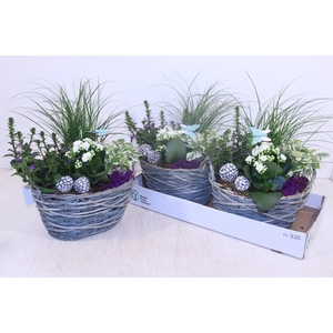 ARR TUINPLANTEN