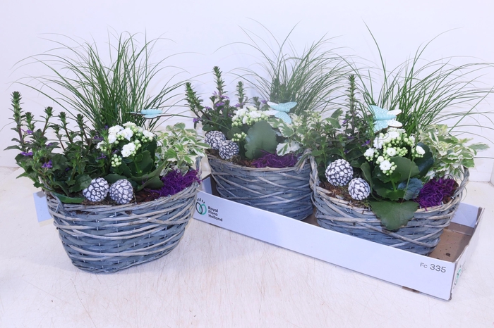 <h4>ARR TUINPLANTEN</h4>