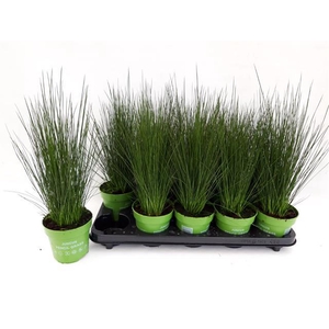 Juncus Pencil Grass 12Ø 35cm