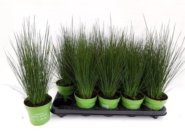 Juncus Pencil Grass 12Ø 35cm