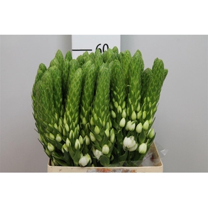 Ornit Thy White Star