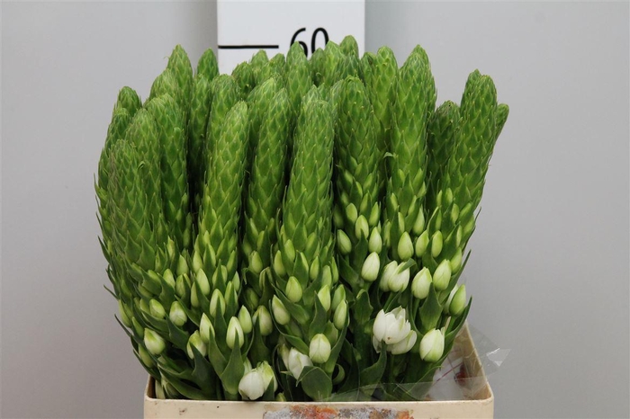 <h4>Ornit Thy White Star</h4>