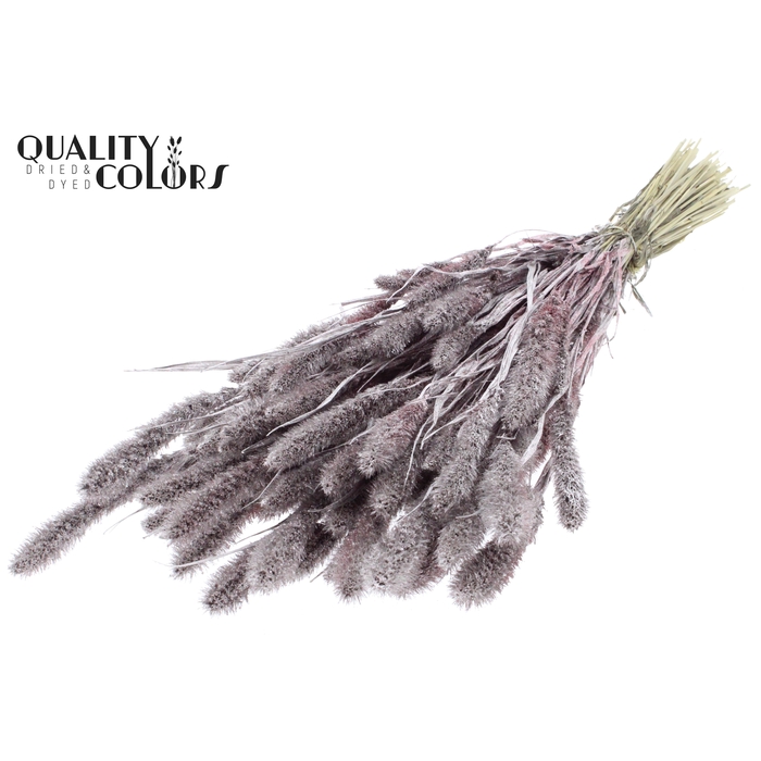 <h4>Setaria per bunch Champagne + Glitter</h4>