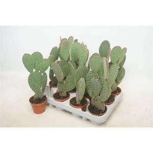 Opuntia Microdasys (Cites) 8,5Ø 12cm