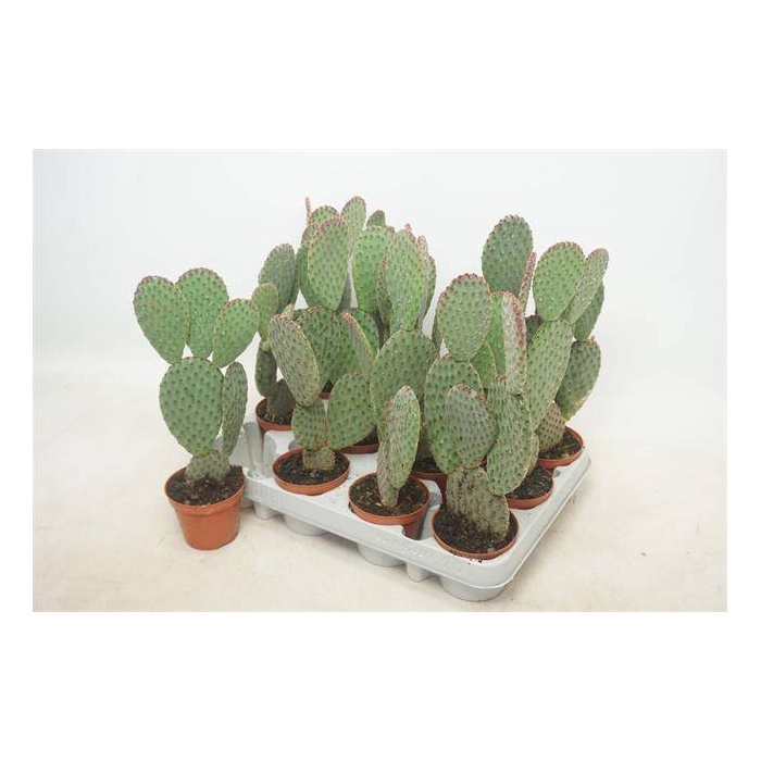 <h4>Opuntia Microdasys (Cites) 8,5Ø 12cm</h4>