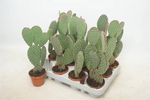 Opuntia Microdasys (Cites) 8,5Ø 12cm