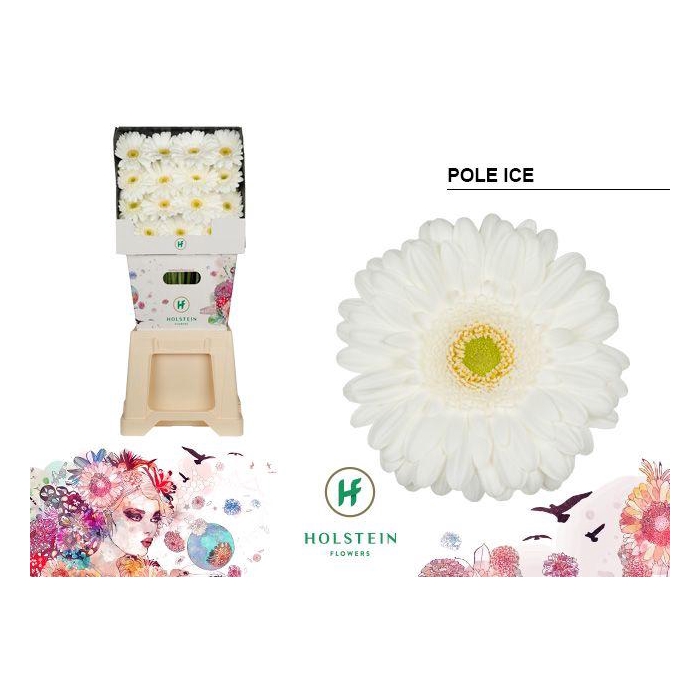 <h4>Ge Gr Halve Doos Pole Ice</h4>