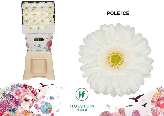 <h4>Gerbera Pole Ice Diamond</h4>