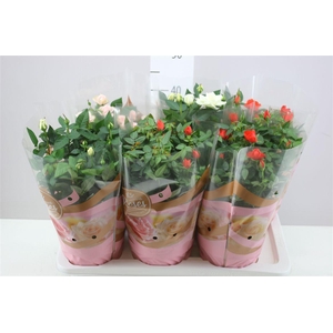 Rosa Favourite Gemengd