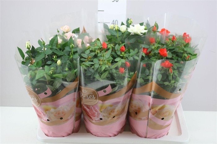 <h4>Rosa Favourite Gemengd</h4>