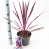 Cordyline