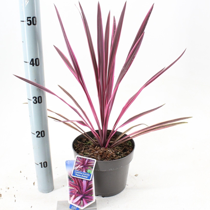 Cordyline