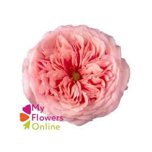R Gr Pink Xpression Pink 50cm EC
