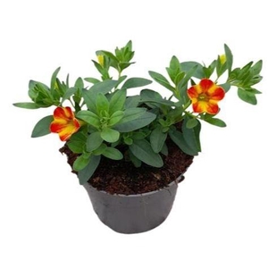 Calibrachoa Cabaret Diva Orange