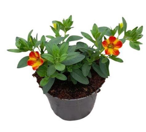 <h4>Calibrachoa Cabaret Diva Orange</h4>