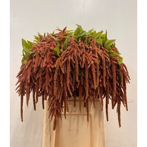 Amaranthus coral fountain
