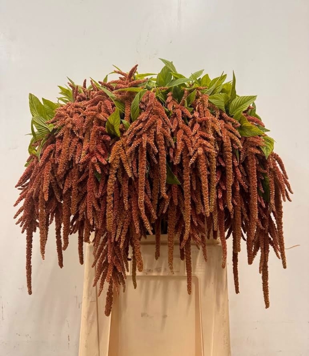 <h4>Amaranthus coral fountain</h4>