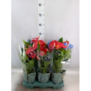 Anthurium andr. 'Karma Red'