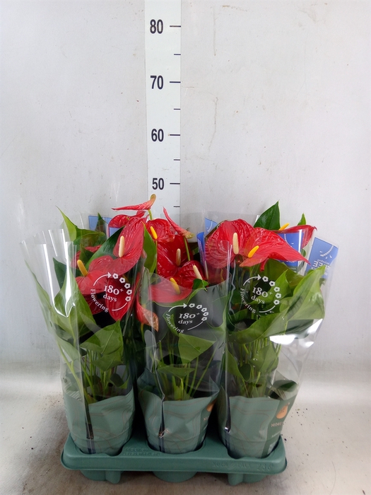 <h4>Anthurium andr. 'Karma Red'</h4>
