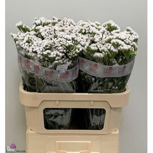 LIM S POLAR SU BIRDS