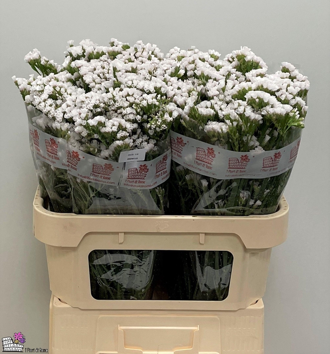 <h4>LIM S POLAR SU BIRDS</h4>