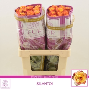 Rosa gr Silantoi@