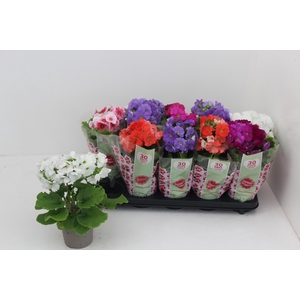 PRIM OB SWEETK A GEM