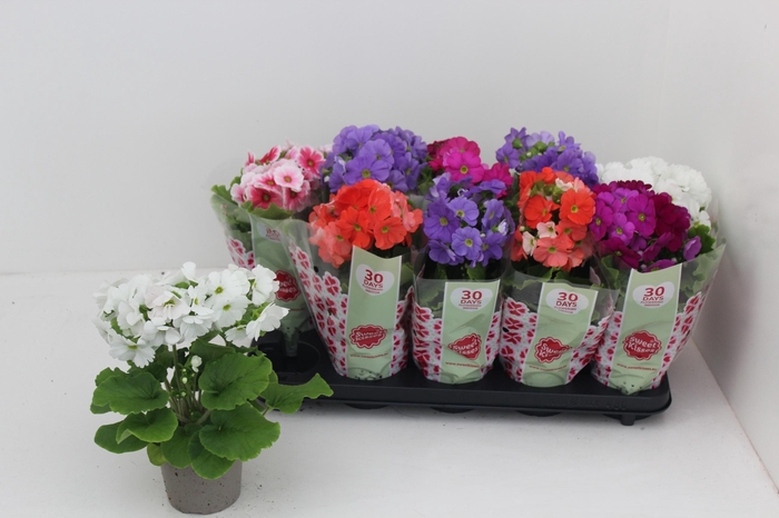 <h4>PRIM OB SWEETK A GEM</h4>