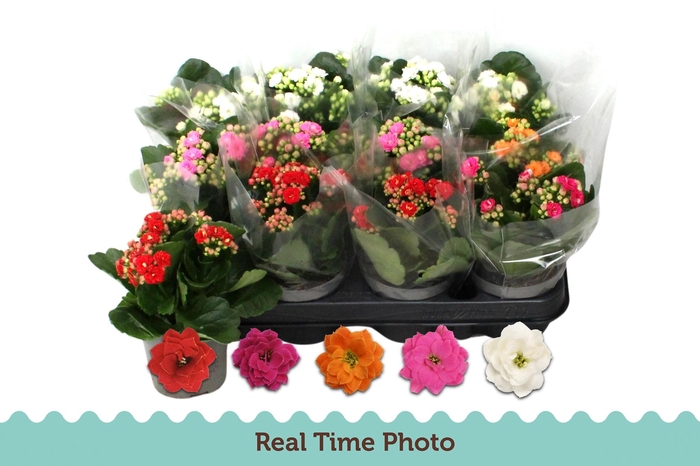 <h4>KAL GE GEM 5 KL</h4>