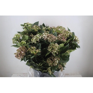 Viburnum Blooming White P Bunch