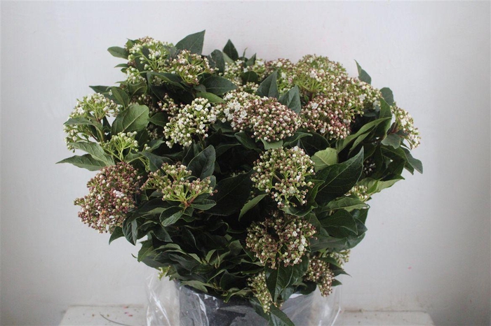 <h4>Viburnum Blooming White P Bunch</h4>
