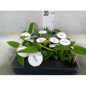 Anthurium   ...