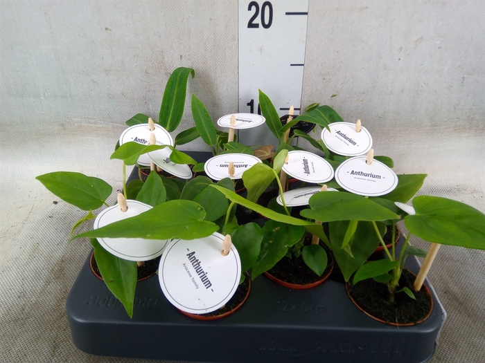 <h4>Anthurium   ...</h4>