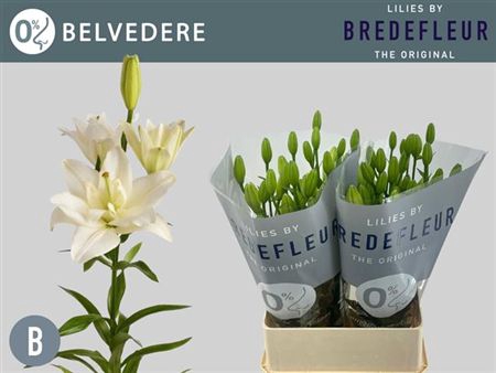 <h4>Li La Belvedere</h4>