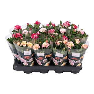 Nolina Special Roses Ø 7 cm. Mix