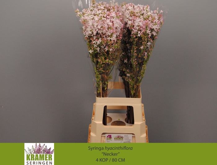 <h4>SYR HY NECKER</h4>