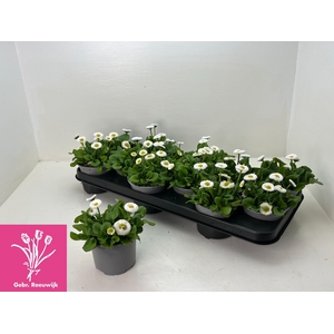 BELLIS P KL RU WHITE