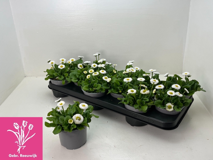 <h4>BELLIS P KL RU WHITE</h4>