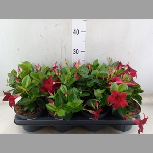 Mandevilla  'Sundavil Red'