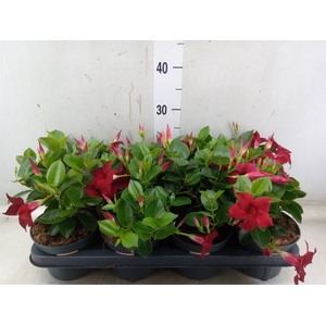Mandevilla  'Sundavil Red'