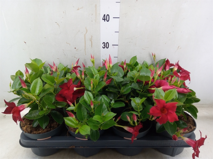 <h4>Mandevilla  'Sundavil Red'</h4>
