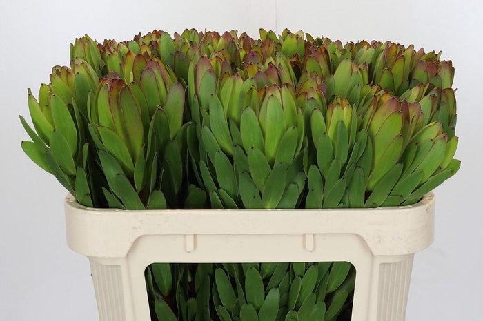 <h4>Leucadendron Goldstrike</h4>